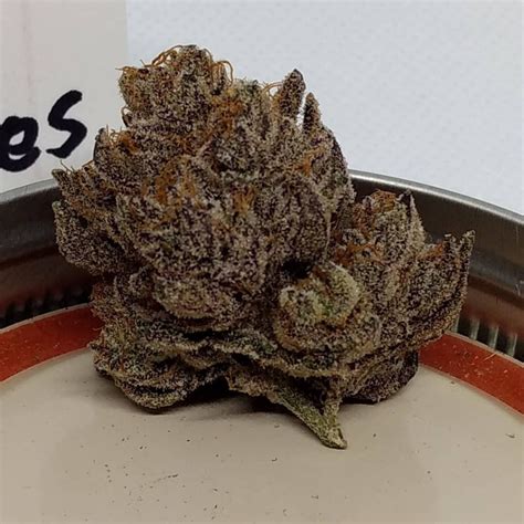 gucci cake strain|gucci berries strain.